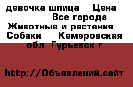 девочка шпица  › Цена ­ 40 000 - Все города Животные и растения » Собаки   . Кемеровская обл.,Гурьевск г.